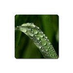 Grass Drops Magnet (Square) Front