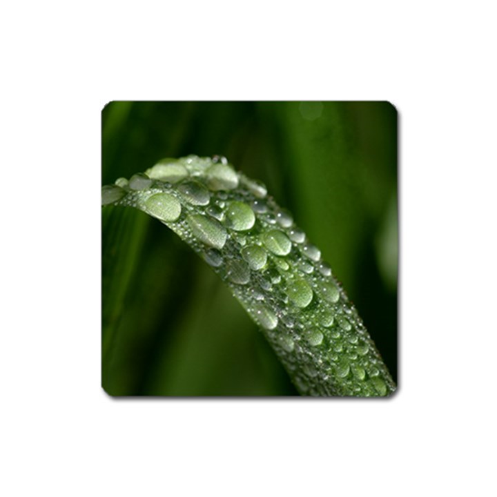 Grass Drops Magnet (Square)