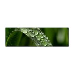 Grass Drops Bumper Sticker 10 Pack Front