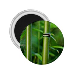 Bamboo 2 25  Button Magnet