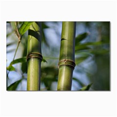 Bamboo Postcards 5  X 7  (10 Pack)