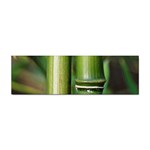 Bamboo Bumper Sticker 10 Pack Front