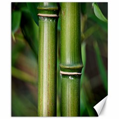 Bamboo Canvas 8  X 10  (unframed)