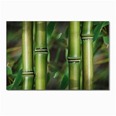 Bamboo Postcard 4 x 6  (10 Pack) by Siebenhuehner