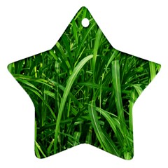 Grass Star Ornament by Siebenhuehner