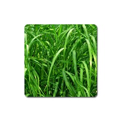 Grass Magnet (square) by Siebenhuehner