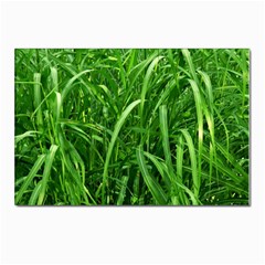 Grass Postcard 4 x 6  (10 Pack) by Siebenhuehner