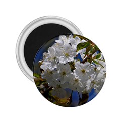 Cherry Blossom 2 25  Button Magnet