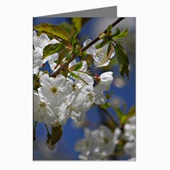 Cherry Blossom Greeting Card (8 Pack) by Siebenhuehner