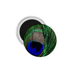 Peacock 1 75  Button Magnet by Siebenhuehner