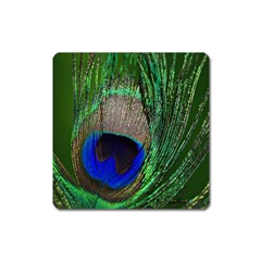 Peacock Magnet (square) by Siebenhuehner