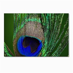 Peacock Postcard 4 x 6  (10 Pack) by Siebenhuehner