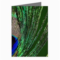 Peacock Greeting Card (8 Pack) by Siebenhuehner