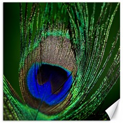 Peacock Canvas 12  X 12  (unframed) by Siebenhuehner