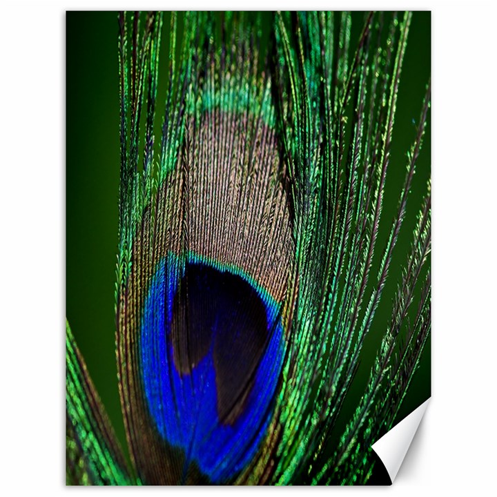 Peacock Canvas 12  x 16  (Unframed)