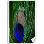 Peacock Canvas 20  x 30  (Unframed) 19.62 x28.9  Canvas - 1