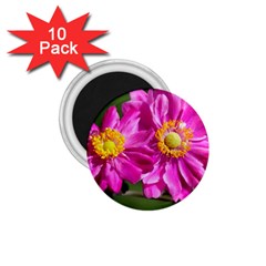 Flower 1 75  Button Magnet (10 Pack) by Siebenhuehner