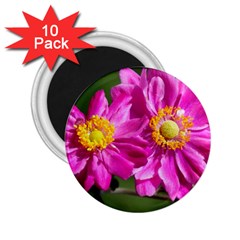 Flower 2 25  Button Magnet (10 Pack) by Siebenhuehner