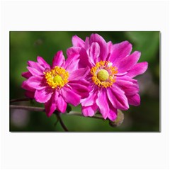 Flower Postcard 4 x 6  (10 Pack) by Siebenhuehner