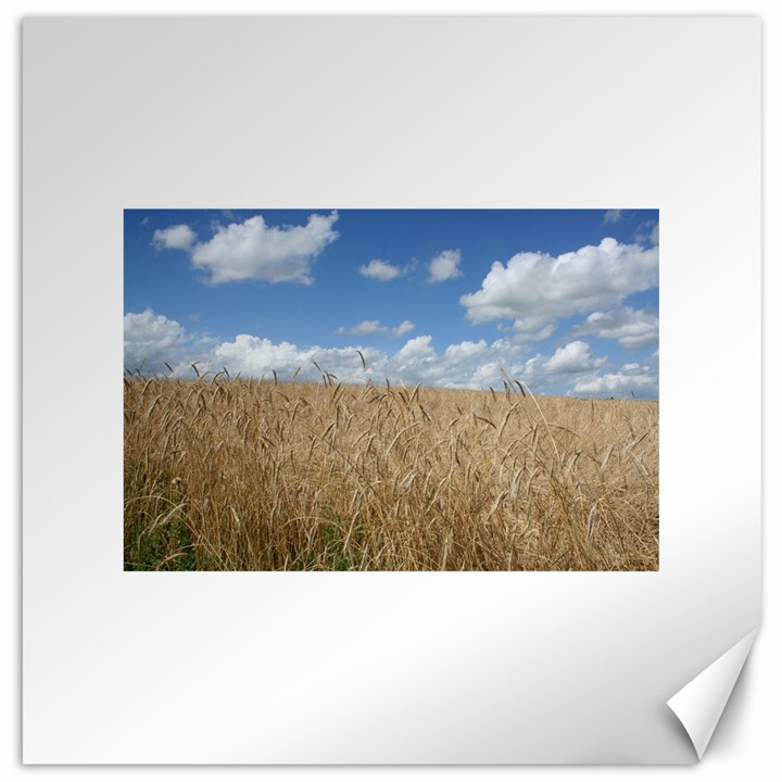 Grain and Sky Canvas 16  x 16  (Unframed)