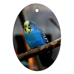 Sweet Budgie Oval Ornament by WonderfulDreamPicture