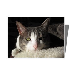 Cat Nap Mini Greeting Card (8 Pack)