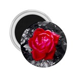 Red Rose 2.25  Button Magnet Front