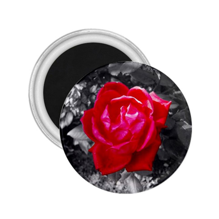 Red Rose 2.25  Button Magnet