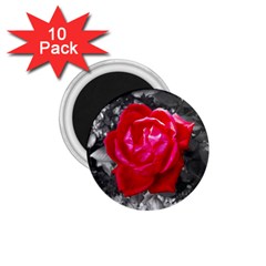 Red Rose 1 75  Button Magnet (10 Pack)