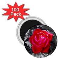 Red Rose 1 75  Button Magnet (100 Pack)