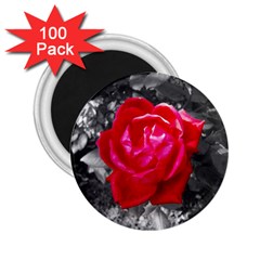 Red Rose 2 25  Button Magnet (100 Pack)