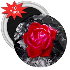 Red Rose 3  Button Magnet (10 Pack)