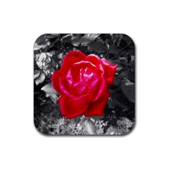 Red Rose Drink Coaster (square)