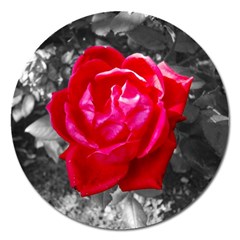 Red Rose Magnet 5  (round)