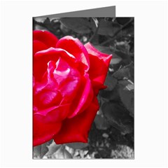 Red Rose Greeting Card (8 Pack) by jotodesign