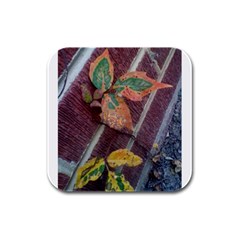 A Leaf In Stages Drink Coasters 4 Pack (square)