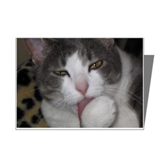 Relax Cat Mini Greeting Card (8 Pack)