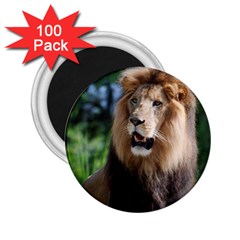 Regal Lion 2 25  Button Magnet (100 Pack)