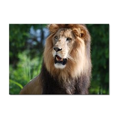 Regal Lion A4 Sticker 10 Pack by AnimalLover