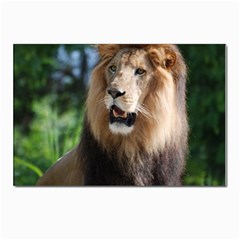 Regal Lion Postcards 5  X 7  (10 Pack)