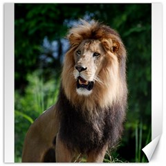 Regal Lion Canvas 20  X 20  (unframed) by AnimalLover