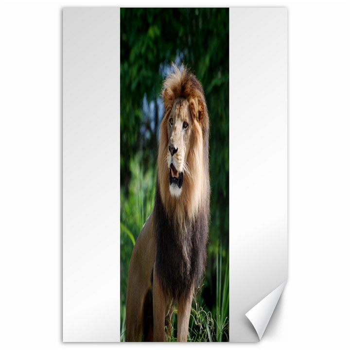 Regal Lion Canvas 24  x 36  (Unframed)