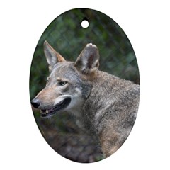 Shdsc 0417 10502cow Oval Ornament by AnimalLover