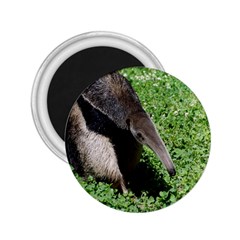 Giant Anteater 2 25  Button Magnet