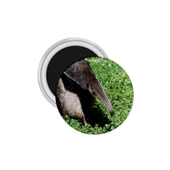 Giant Anteater 1 75  Button Magnet