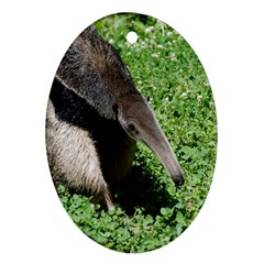 Giant Anteater Oval Ornament