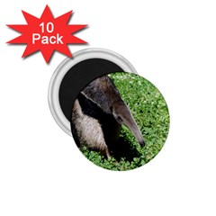 Giant Anteater 1 75  Button Magnet (10 Pack)