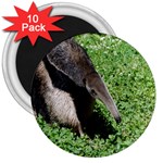 Giant Anteater 3  Button Magnet (10 pack) Front