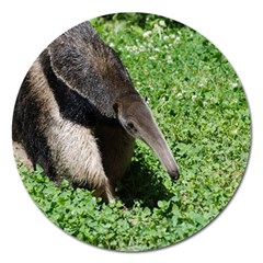 Giant Anteater Magnet 5  (round) by AnimalLover