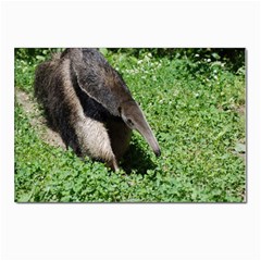 Giant Anteater Postcard 4 x 6  (10 Pack)